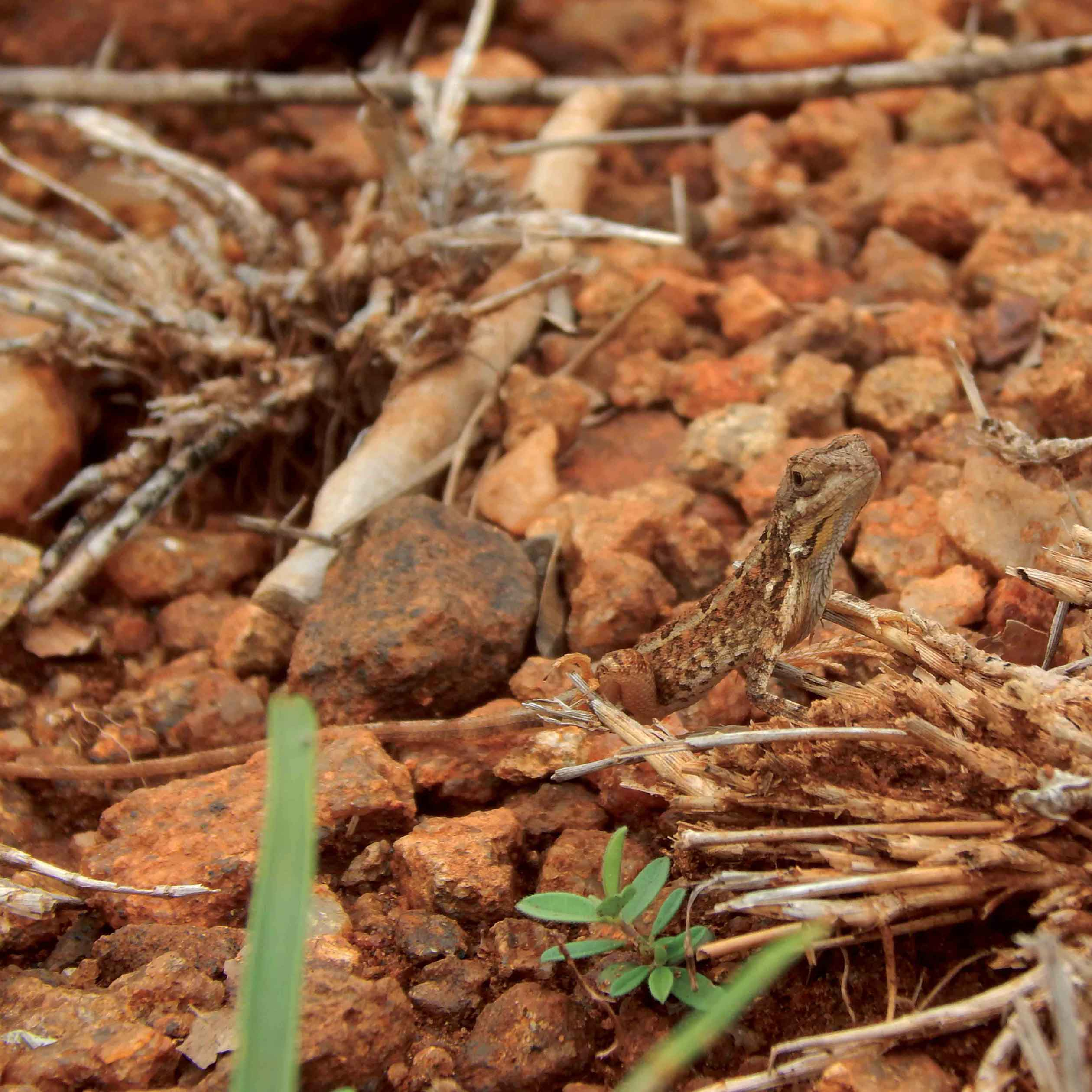 fan-throated lizard